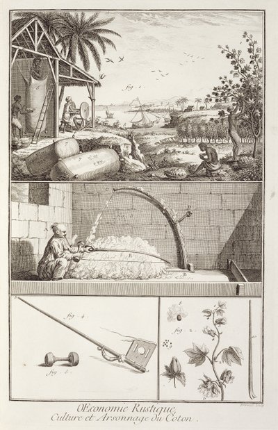The cultivation of cotton, from the Encyclopedia by Denis Diderot, engraved by A. Provost by French School