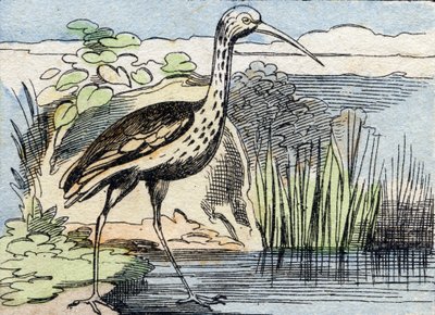 The Curlew (Engraving in "Buffon Alphabet des Oiseaux n 2") by French School