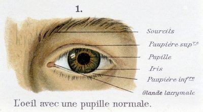 The eye with a normal pupil (detail) by French School