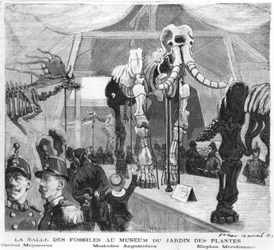 The fossil room at the Museum of Natural History in Paris, c.1880 by French School