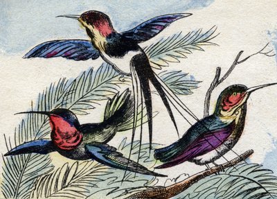 The Hummingbird (Engraving in "Buffon Alphabet des Oiseaux n 2") by French School