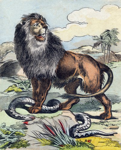 The Lion (Engraving in "Buffon Alphabet des Animaux") by French School