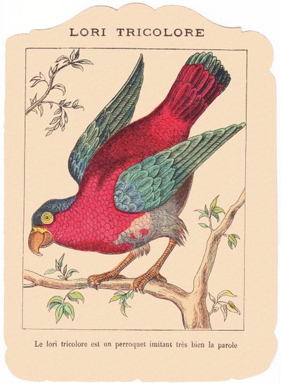 The tricolor lorry is a parrot that imitates speech very well, late 19th century by French School