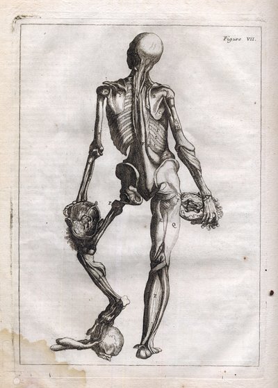 This Figure Can Satisfy the Curiosity of Those Who Want to See the Body Stripped to the Bones - Engraving in 