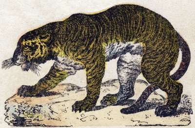 Tiger by French School