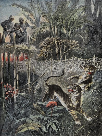 Tiger hunting in the jungles in India: the fenders are behind the net and the hunters are in safety on the belvedere. Engraving in Le Pelerin, on the 05/02/1899. Selva Coll. by French School