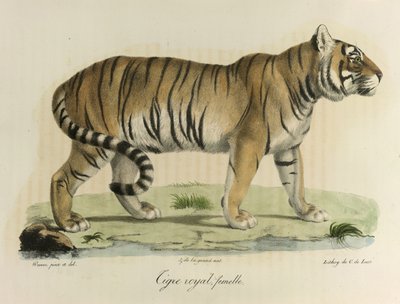 A female royal tiger, from Histoire Naturelle des Mammifères by French School