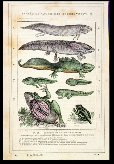 Transition of Fish into Amphibians, from a Book by Dr. Rengade by French School