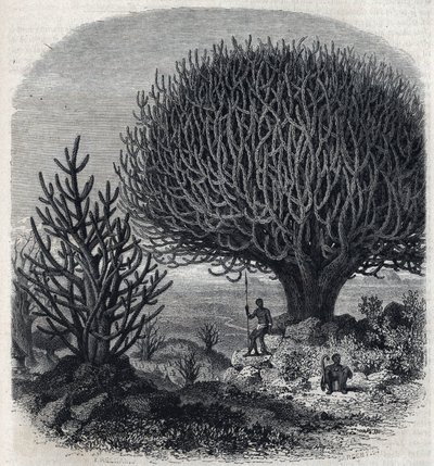 Tree Euphorbia in East Africa (Sudan). Engraving by Freeman in 