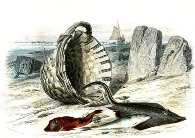 Trigle Grondin (Trigle Cuculus), Whiting (Merlangius Merlangus), Raie Grondin (Dipturus Batis) - Plate Extracted from Histoire Naturelle by Bernard Germain de Lacepede (1856-1925), Edition P. Furme, Paris by French School