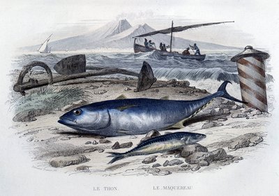 Tuna and mackerel, from 