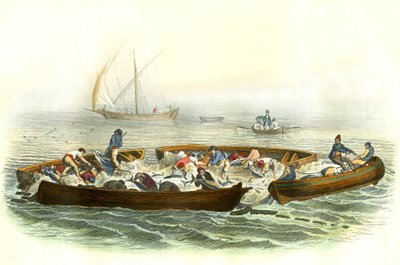 Tuna fishing or magrague - Plate extracted from Natural History by Bernard Germain de Lacepede by French School