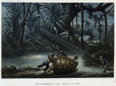 Turtle of a Sea Turtle - in “The World of the Sea” by Alfred Fredol, Hachette, Paris by French School