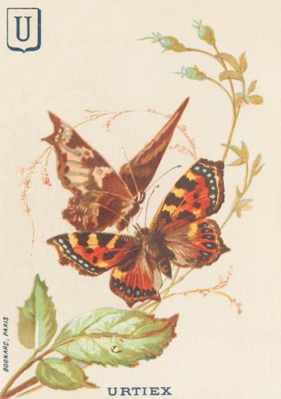 Urtiex (Aglais urticae or Little Turtle) by French School