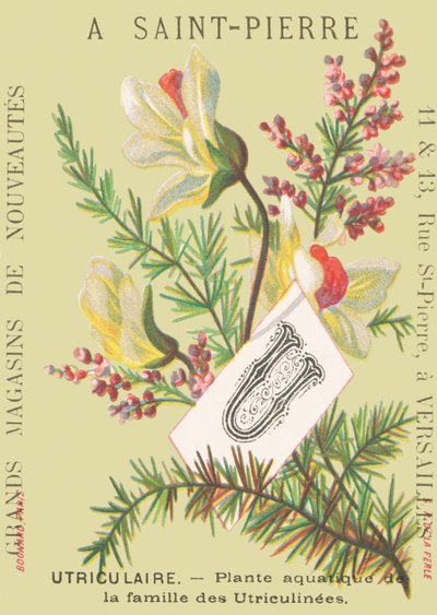 Utricular - Aquatic Plant of the Utriculinees Family by French School