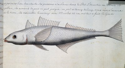 Unknown fish, Strait of Magellan, watercolour from log book by Jacques Gouin de Beauchesne, captain of Compagnie royale de la Mer du Sud, from 1698 to 1701, France by French School