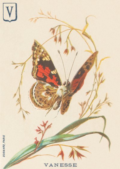 V: Vanesse (Vanessa cardui or steplady or Vanesse du thistle) by French School