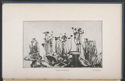 Osmotic Vegetation, Fig. 62, p. 163, from 