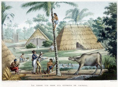 View taken in the vicinity of Coupang, island of Timor by French School
