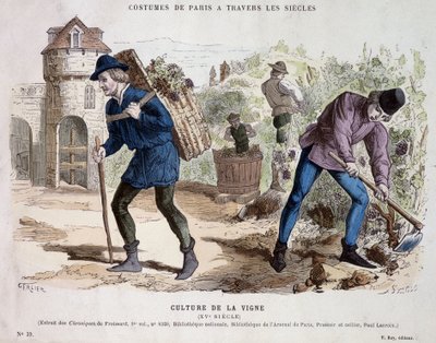 Vine culture in the 15th century - in 