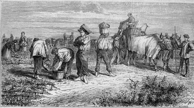 Viticulture in Medoc: picking grapes during harvest. Engraving in "Le Monde Illustre" n°561 of 11 January 1868. by French School