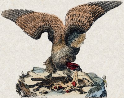 Vulture. Engraving in 