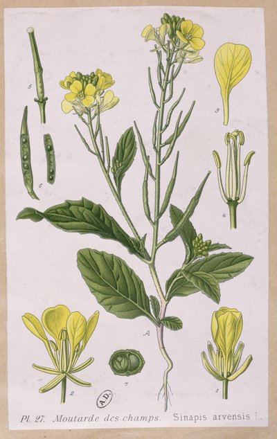 Wild Mustard by French School