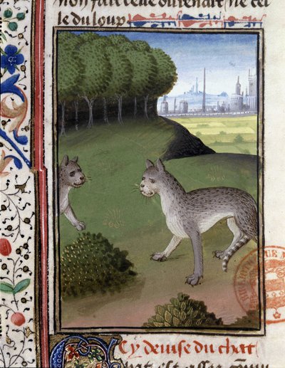 Wild cats, from 