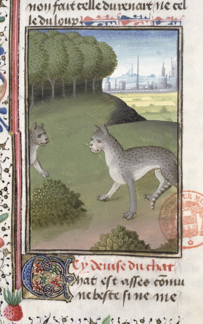 Wild Cats, from the Livre de la Chasse by Gaston Phebus de Foix (1331-91) by French School