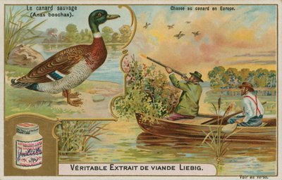 Wild Duck; Duck Hunting in Europe by French School