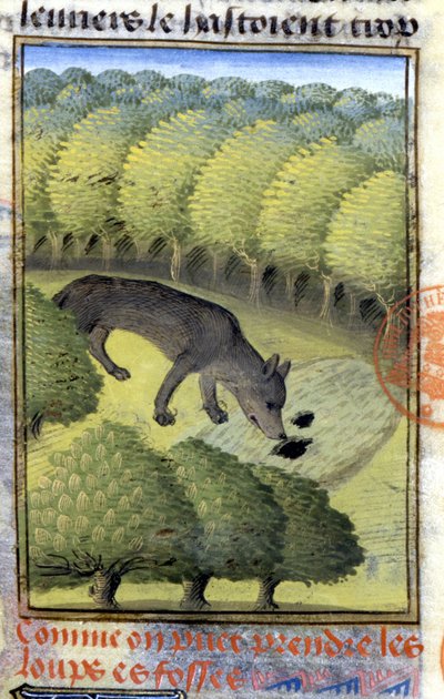 Wolf, from 