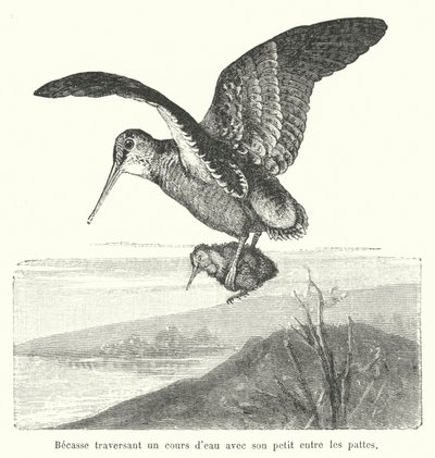 Woodcock Carrying Its Chick Over a Watercourse by French School