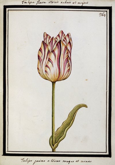 Yellow Tulip with Red and Black Streaks by French School