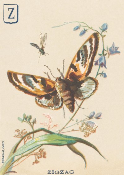 Z: Zigzag (Lymantria dispar or disparate Bombyx) by French School