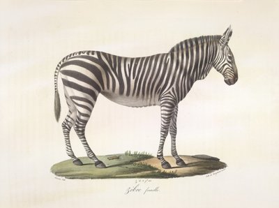 Female zebra, from Histoire Naturelle des Mammifères by French School