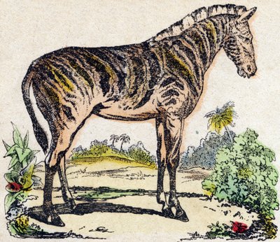 Zebra. Engraving in 