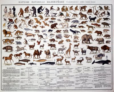 Zoology: classification of mammals according to the French biologist Georges Cuvier (1769-1832) by French School