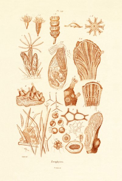 Zoophytes by French School