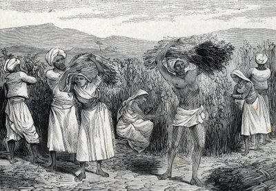 Common smilax or sarsaparille or rough bindweed harvesting in Peru (engraving, 1888) by French School