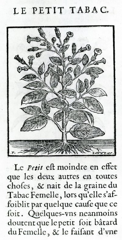 Le Perit Tabac, Illustration from Discours du Tabac by Jean Le Royer de Prade, 1671 by French School