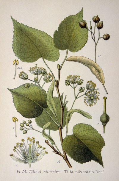 Leaves of the 