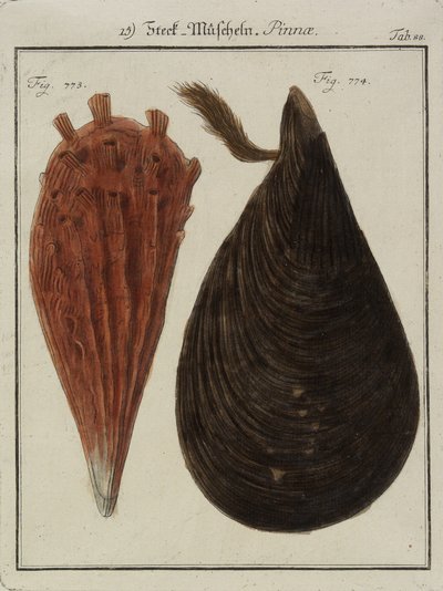 Mussels, from The New Systematic Cabinet of Shells, 1784 by Friedrich Heinrich Wilhelm Martini