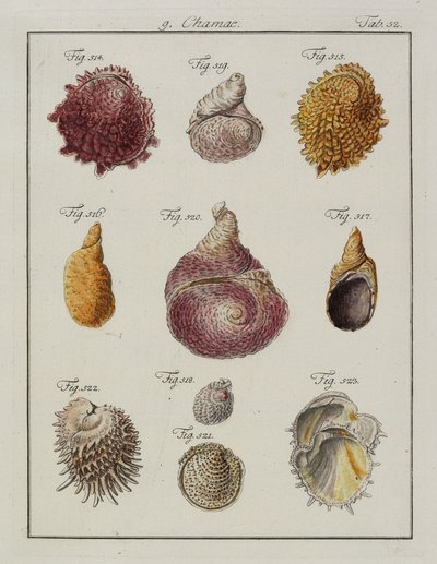 Sea Shells: Chamae, Pinnae, from Neues Systematisches Conchylien-Cabinet, 1784 by Friedrich Heinrich Wilhelm Martini