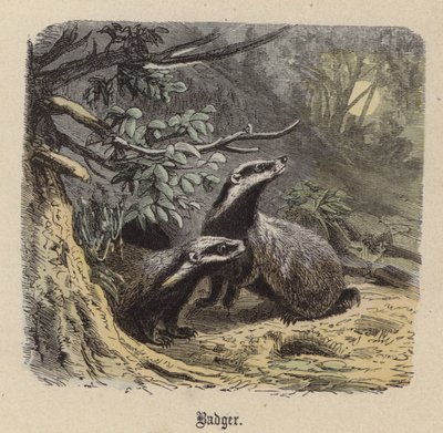 Badger by Friedrich Specht
