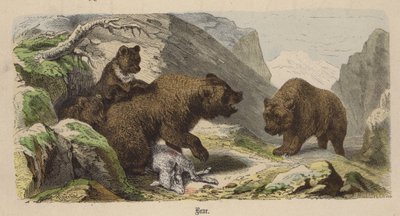 Bear by Friedrich Specht