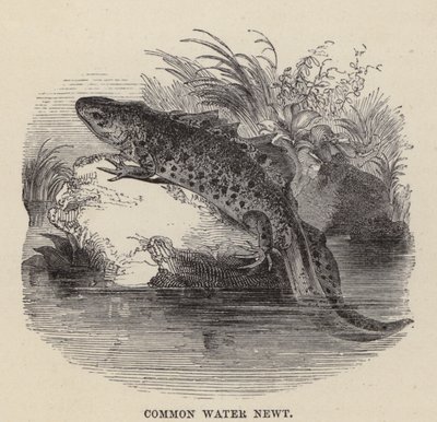 Common Water Newt by Friedrich Specht