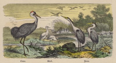 Crane, Stork, Heron by Friedrich Specht