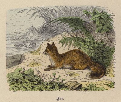 Fox by Friedrich Specht