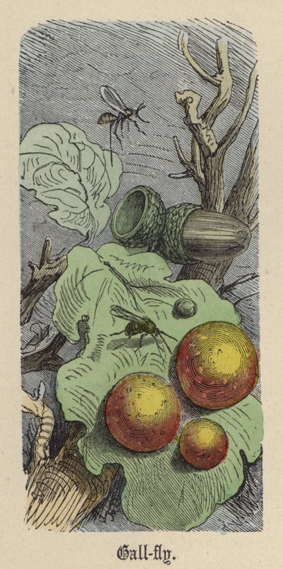 Gall-fly by Friedrich Specht