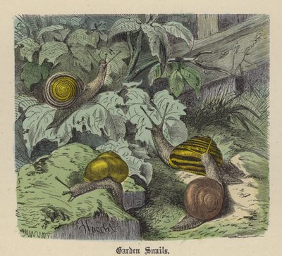 Garden Snails by Friedrich Specht